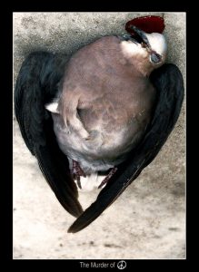 the Murder of Peace, metaphorical photograph of a dead turtle dove © Don's Art