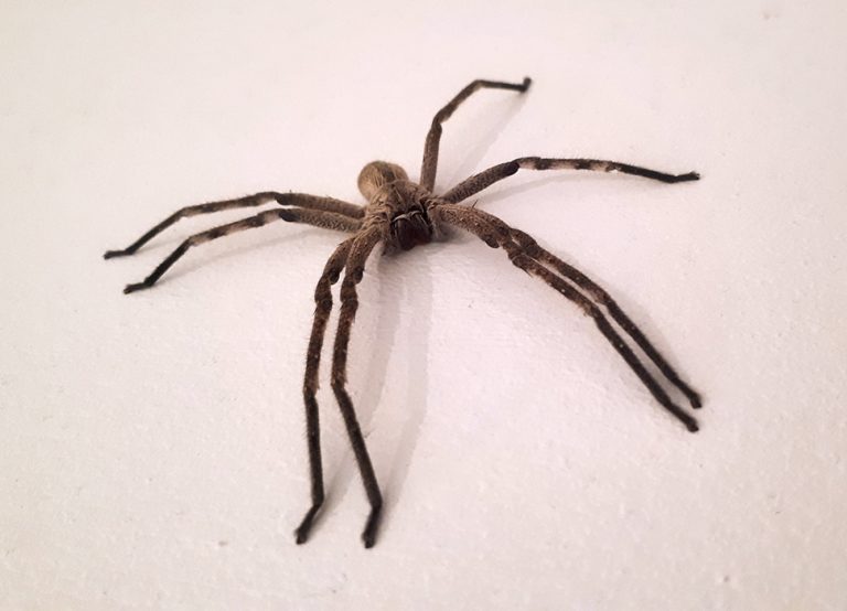 spiders © Don's Art