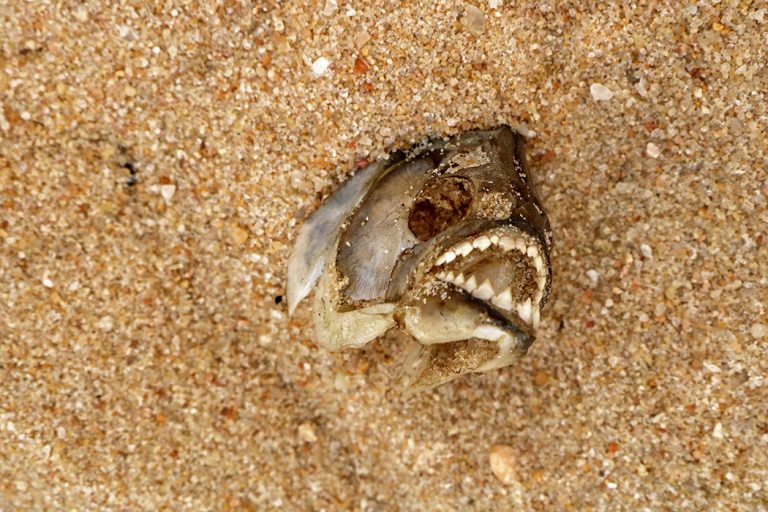 piranha head, Brazil © Don's Art