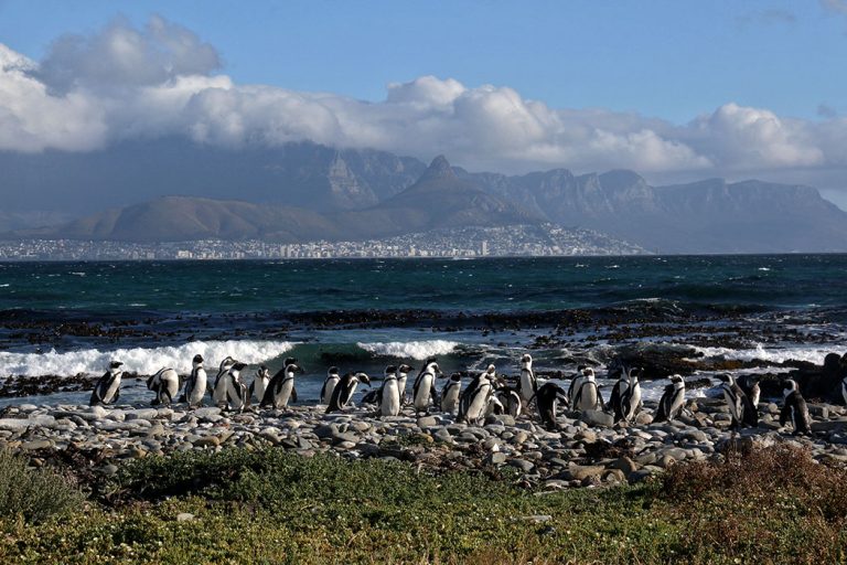 Thoughts of Freedom from Robben Island, View of Signal hill Table Mountain, African Penguins © Don's Art