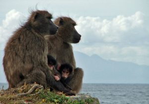 Baboon Family, Cape Peninsula, False Bay, © Don's Art